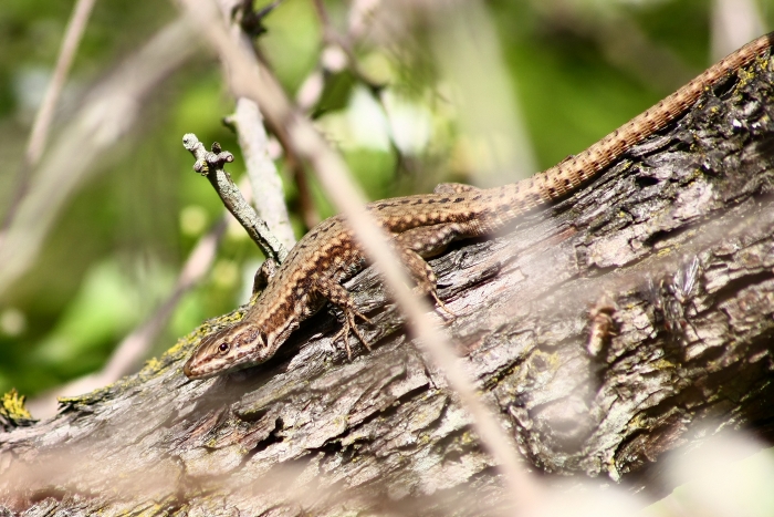 lucerta bilineata e podarcis muralis